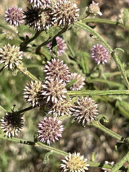 File:Pterocaulon sphacelatum.jpg