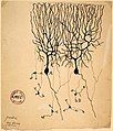 Drawing of Purkinje cells (A) and granule cells (B) from pigeon cerebellum by Santiago Ramón y Cajal, 1899. Instituto Santiago Ramón y Cajal, Madrid, Spain