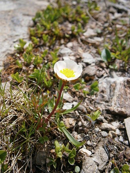 File:Ranunculus glacialis03.jpg