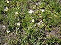 Ranunculus kuepferi