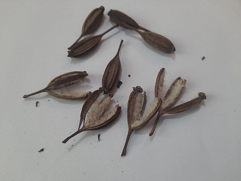 File:Rhynchostylis retusa seeds.jpg