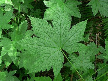 Leaf structure