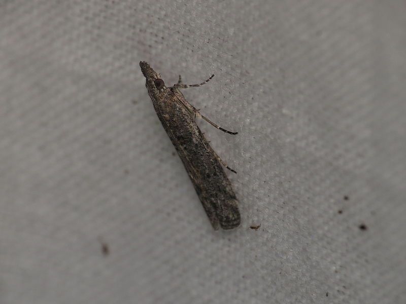 File:Scoparia favilliferella (15329906924).jpg