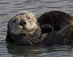 Sea otter