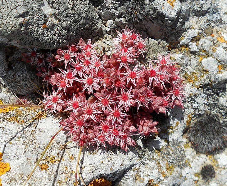 File:Sedum Hispanicum.jpg