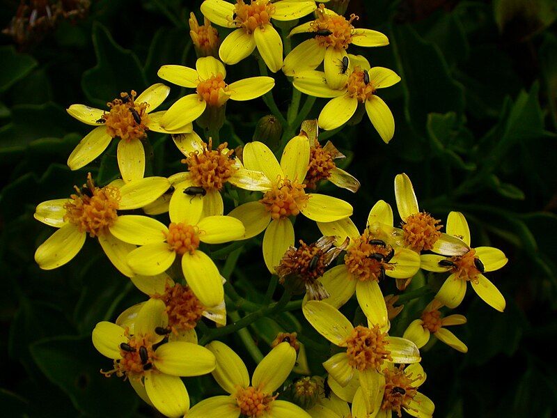 File:Senecio angulatus.jpg