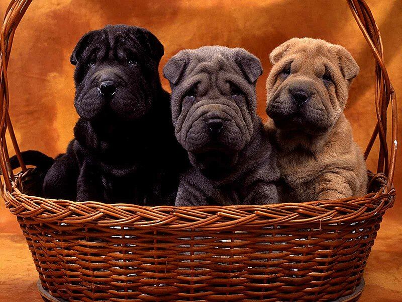 File:Shar Pei puppies.jpg