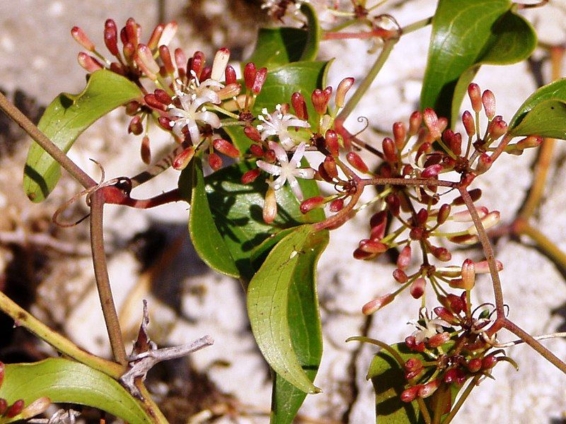 File:Smilax aspera flowers.jpg