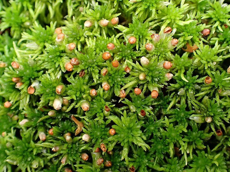 File:Sphagnum fimbriatum kz03.jpg