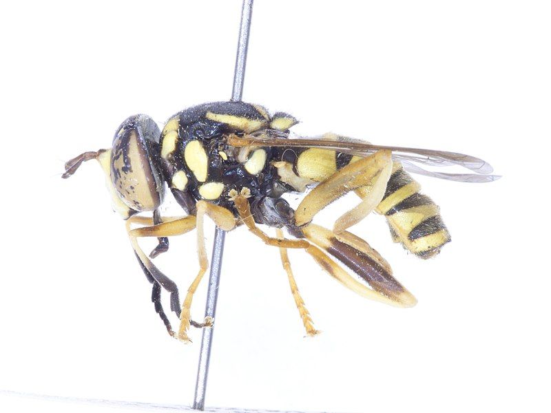 File:Spilomyia liturata pinned.jpg