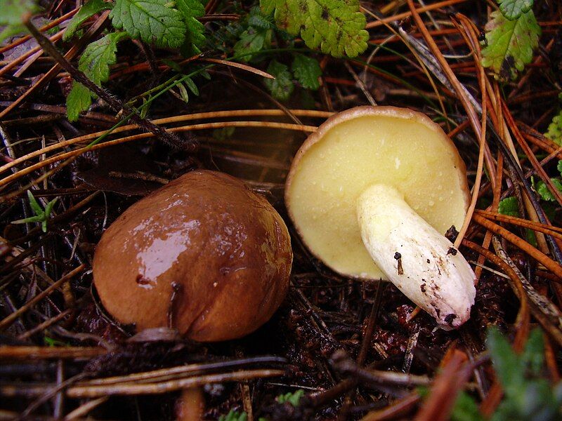 File:Suillus collinitus1.JPG