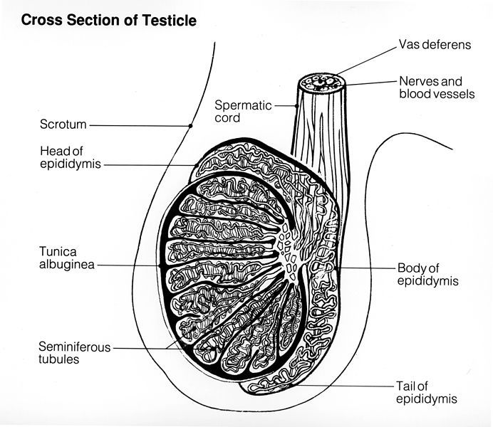 File:Testicle.jpg