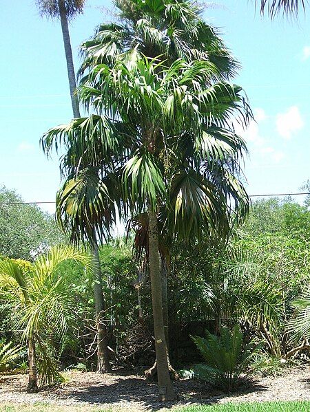 File:Thrinax excelsa1.jpg