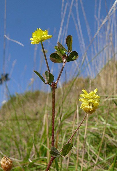 File:Trifolium campestre 300907.jpg