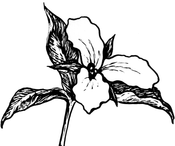 File:Trillium 2 (PSF).png