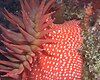 The strawberry anemone (Urticina lofotensis)