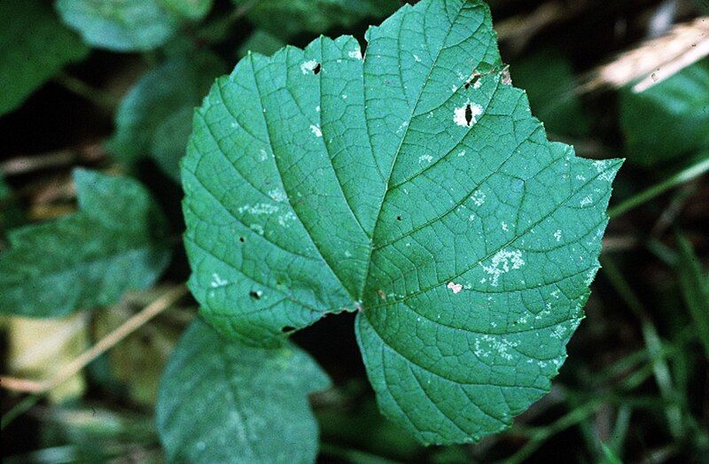 File:Vitis vulpina NRCS-1.jpg