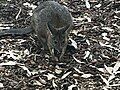 Wallaby