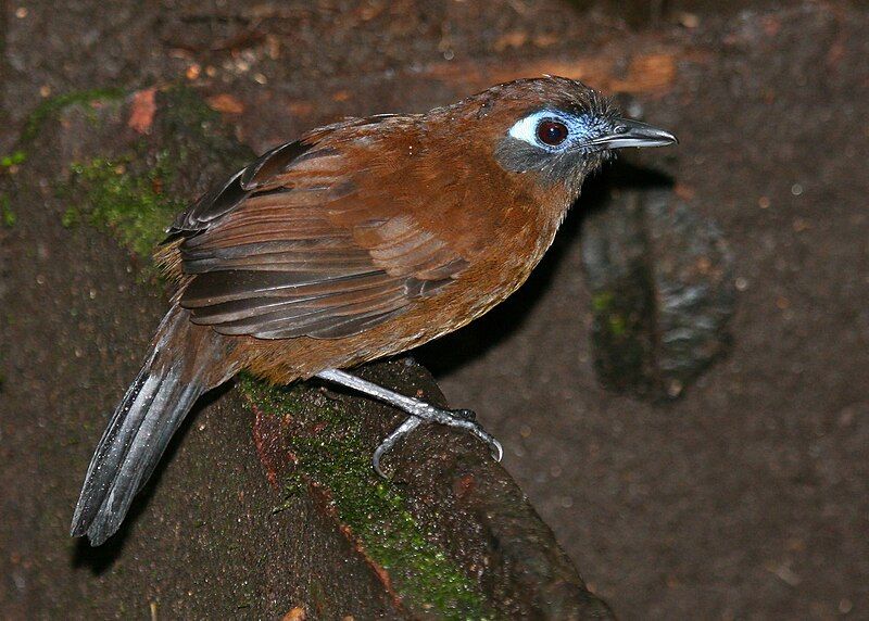 File:Zeledon's antbird (F).jpg