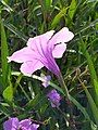 Trumpet shaped flowers