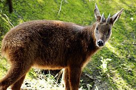 Taiwan serow