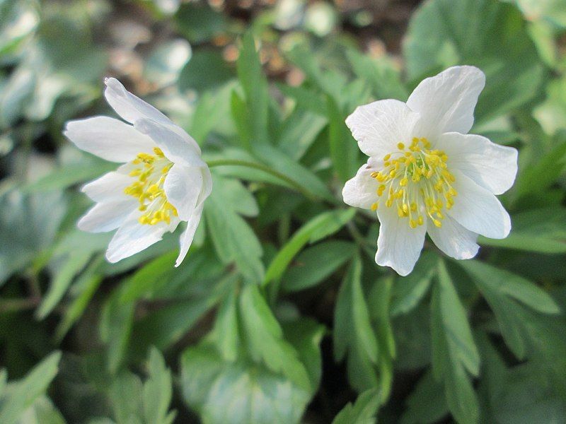 File:20190401Anemone nemorosa1.jpg