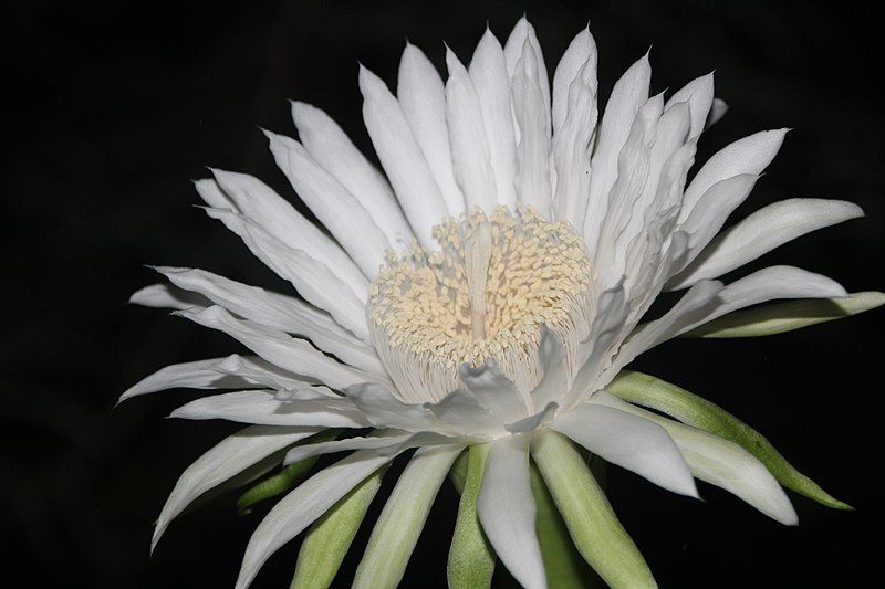 File:Acanthocereus tetragonus flower.jpg