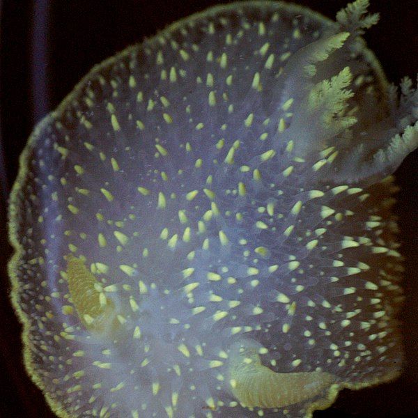 File:Acanthodoris hudsoni.jpg