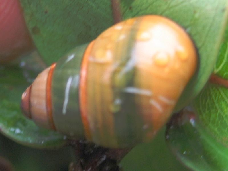 File:Achatinella lila 2.jpg