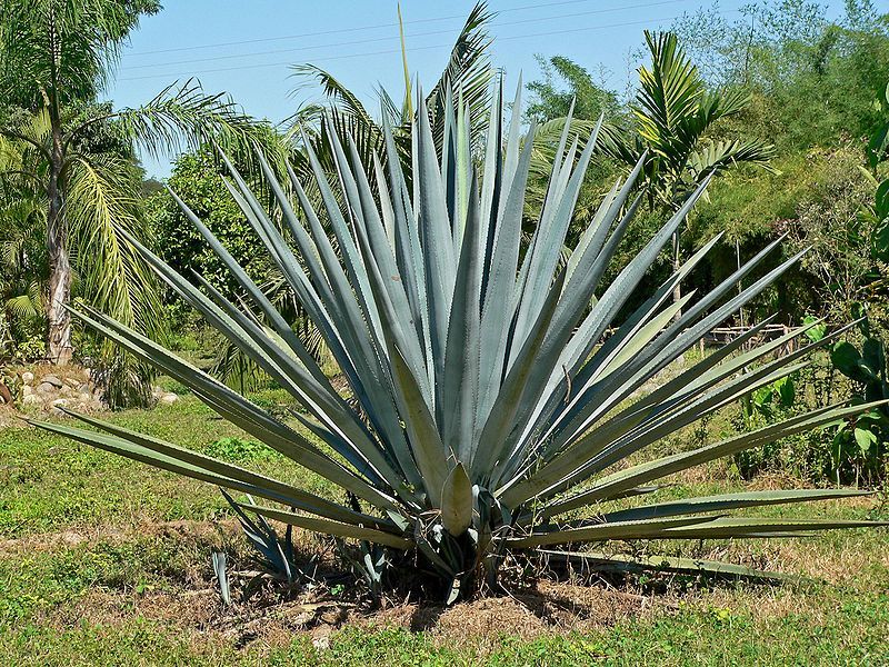 File:Agave tequilana 1.jpg