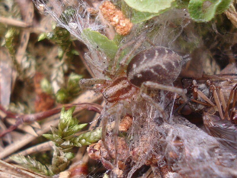 File:Agelena labyrinthica 01.JPG