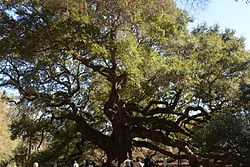 The Angel Oak Tree in Angel Oak Park on Johns Island near Charleston, South Carolina