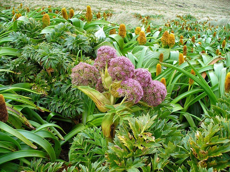 File:Anisotome latifolia.jpg