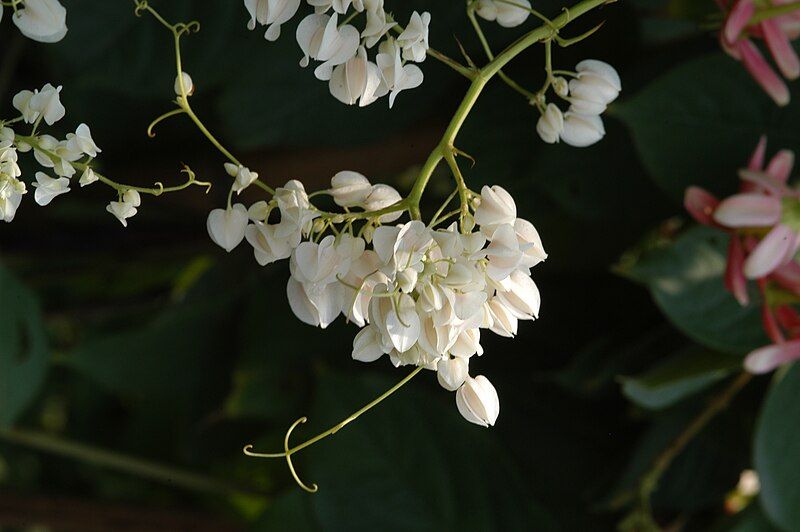 File:Antigonon leptopus white2.JPG