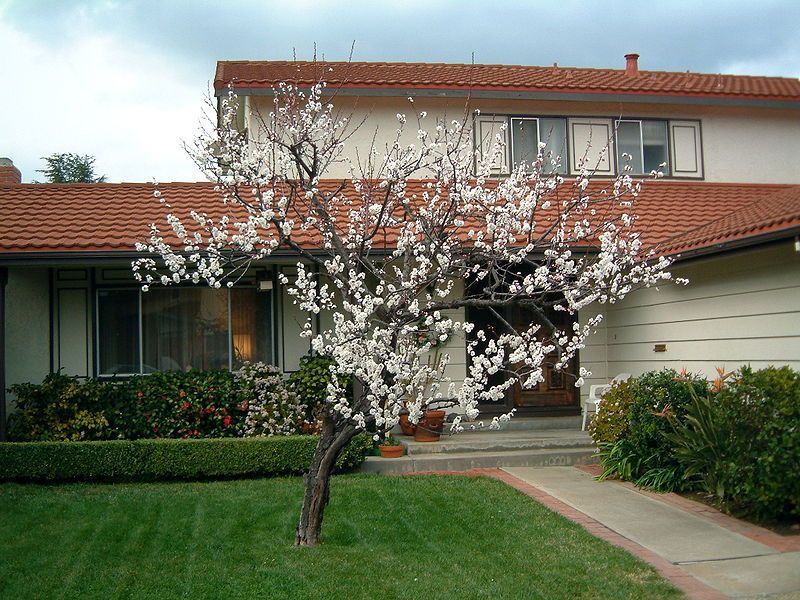 File:Apricot in bloom.jpg