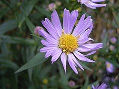 Marsh Aster