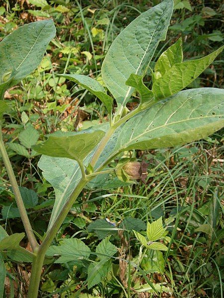 File:Atropa belladonna 02.JPG