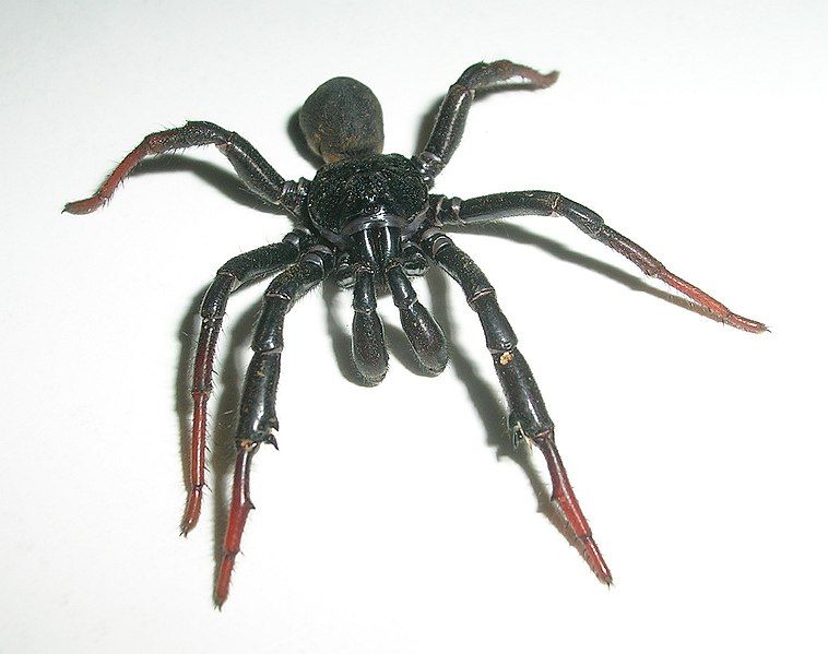 File:BannerghattaBlackSpiderFr.jpg