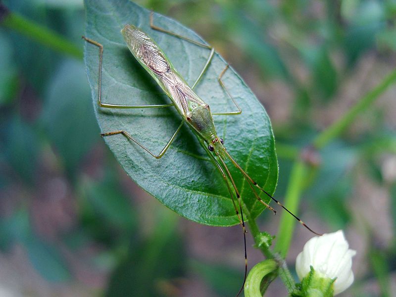 File:Beautiful insect.jpg