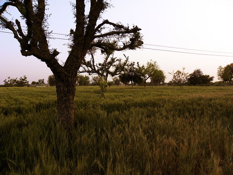 File:BhoodhaKaBas wheat.JPG