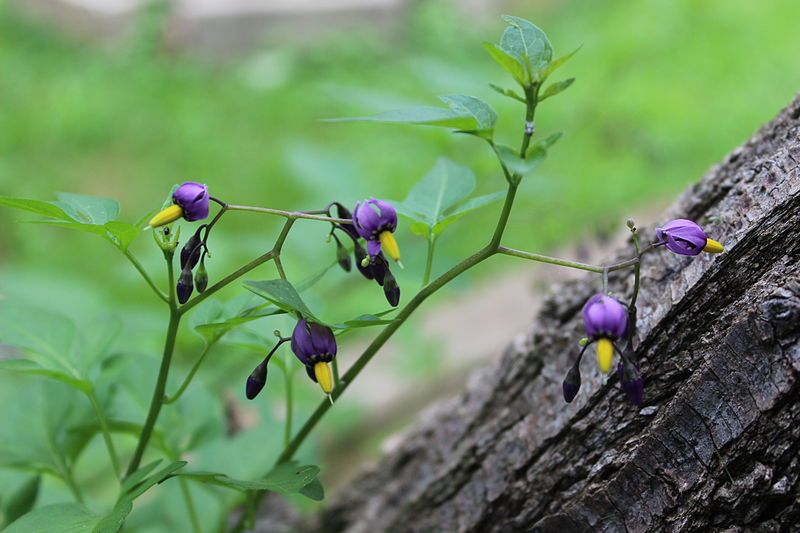 File:Bittersweet Nightshade.JPG