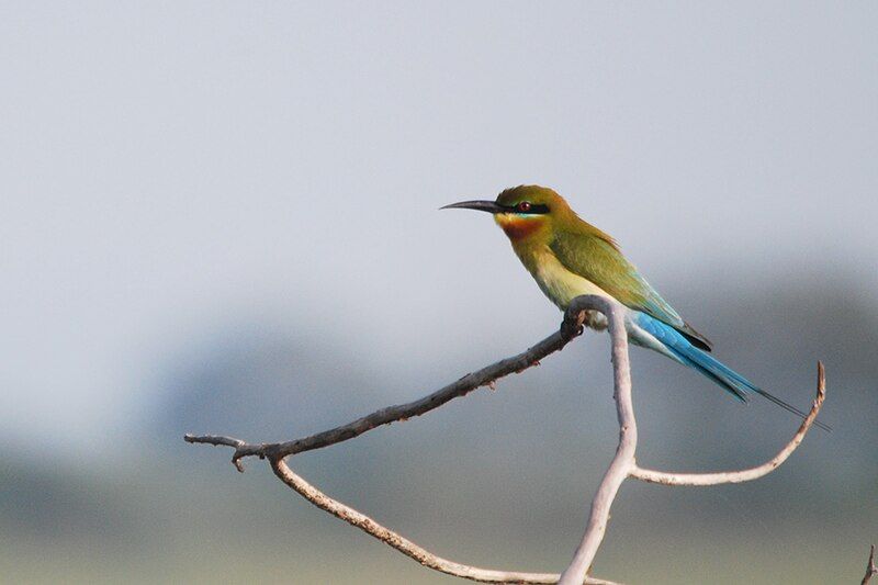 File:BlueTailedBeeeater-Chembarambakkam.jpg