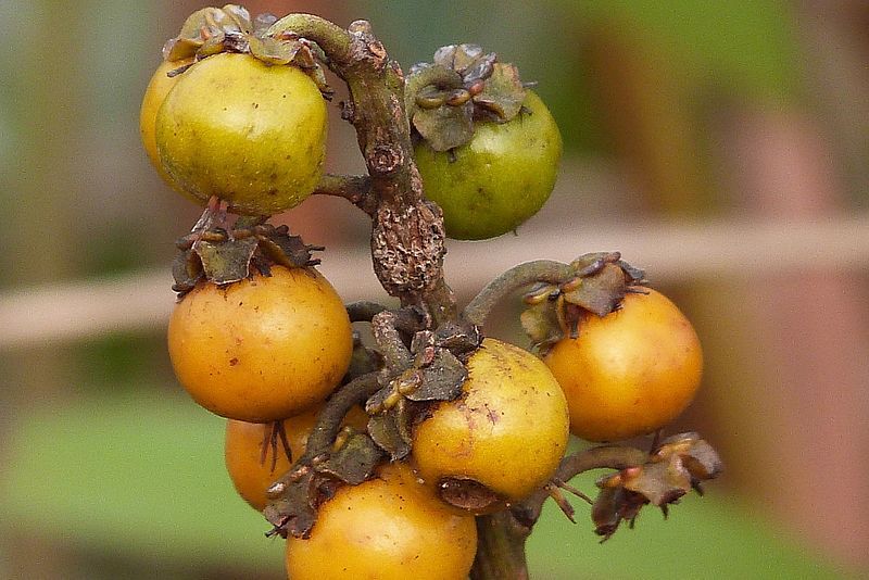 File:Byrsonima crassifolia(Fruto).jpg