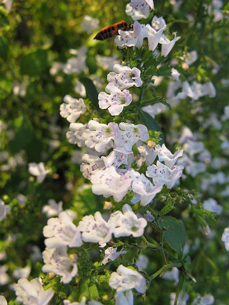 File:Calamintha nepeta2.jpg