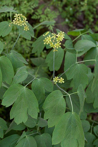 File:Caulophyllum thalictroides Arkansas.jpg