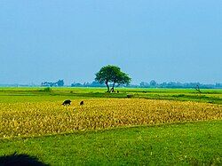 Chalan Beel