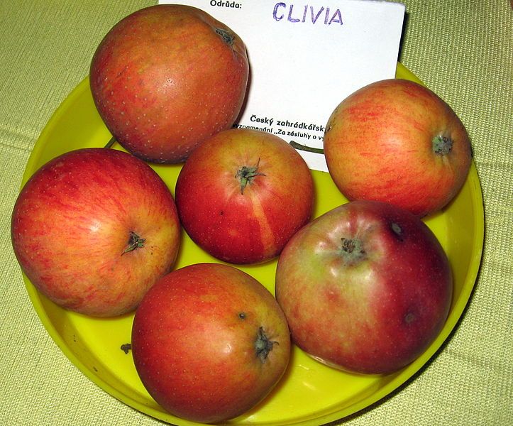 File:Clivia.jpg