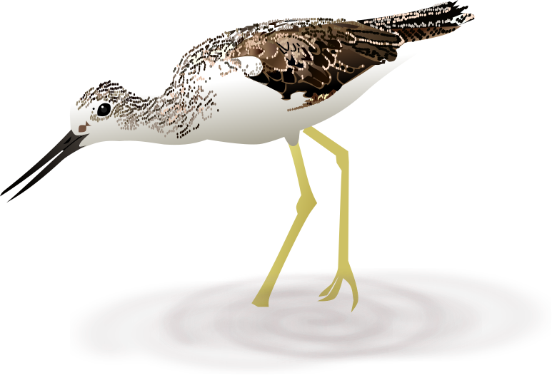 File:Common Greenshank.svg