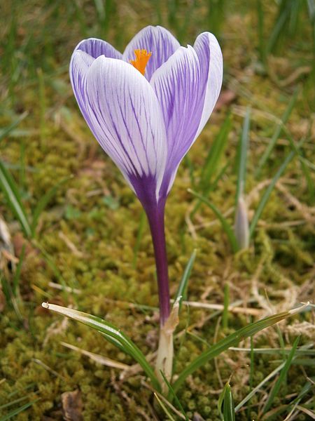 File:Crocus Pickwick RHu2.jpg