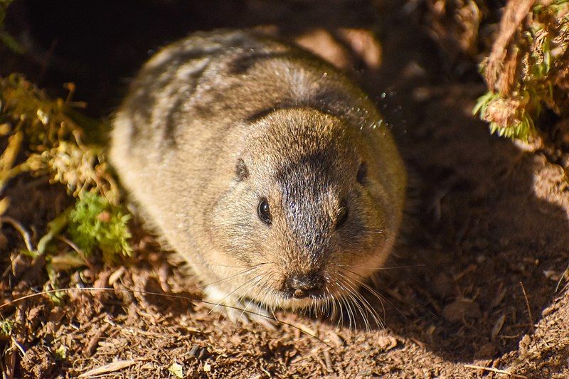 File:Ctenomys sericeus 216930243.jpg